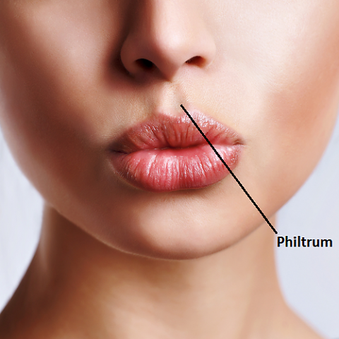 Бразда между горната устна и носа - филтрум