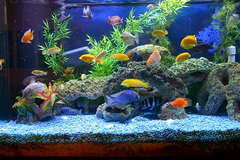 аквариумите влияят добре на здравето
