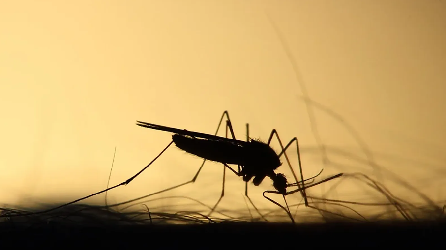 Защо жилят комарите