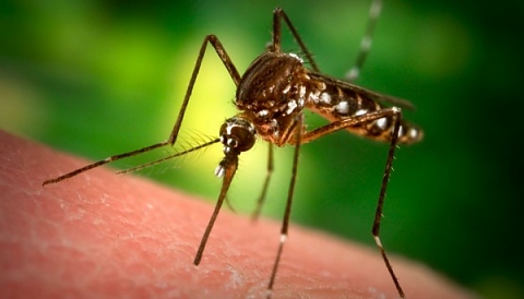 Естествени средства срещу комари