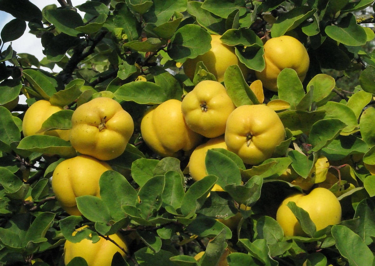 Дюля: вреда и полза от този ароматен есенен плод