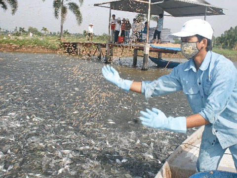 Виетнамската риба пангасиус е токсична