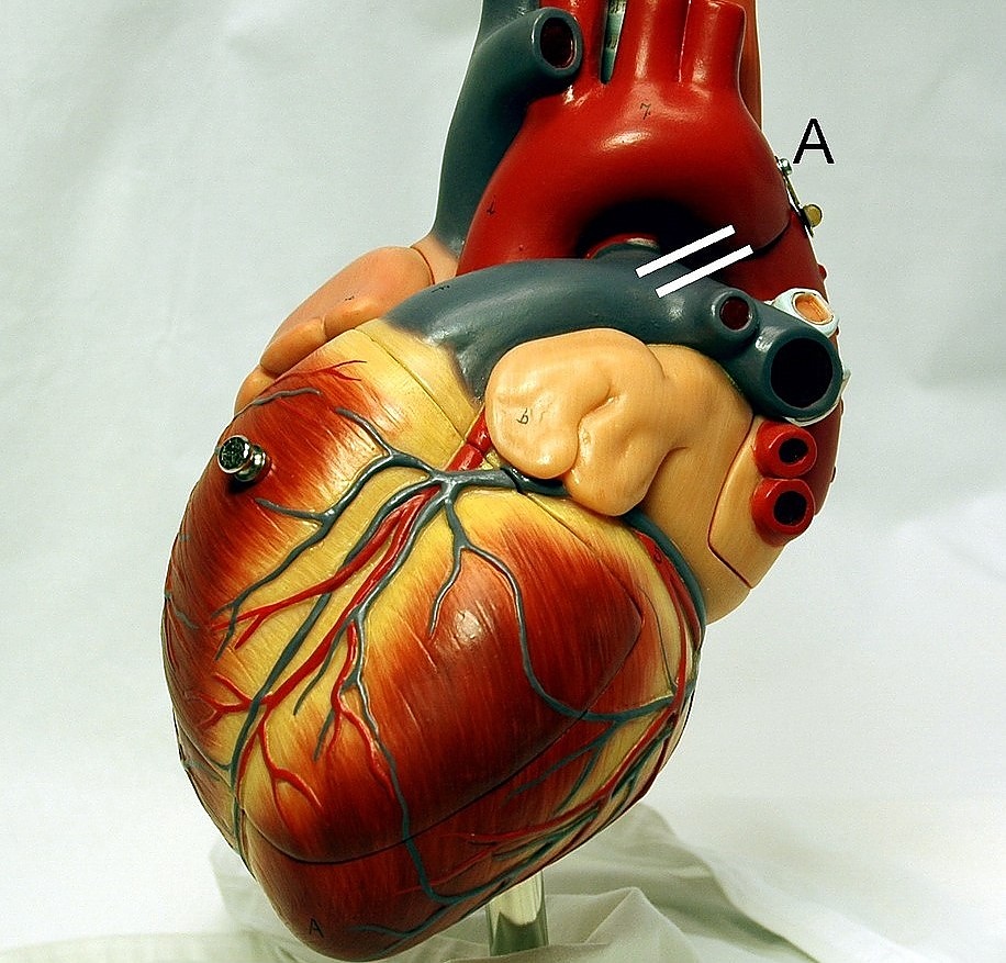 Човешкото сърце се състои от 4 кухини