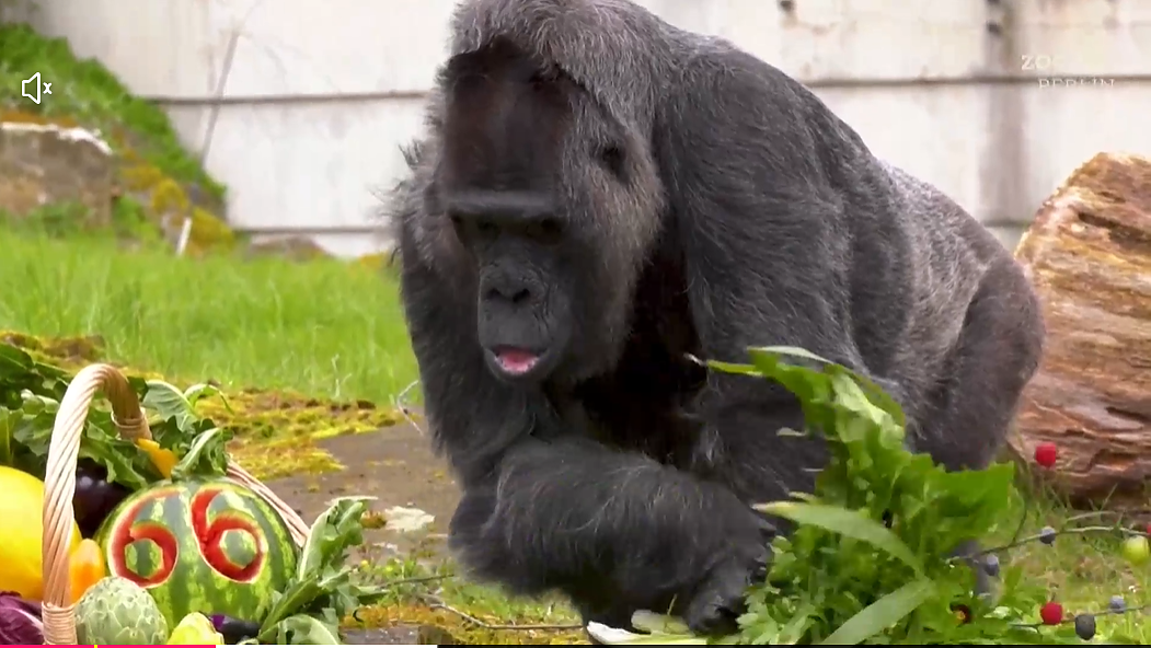 Най-възрастната горила в света стана на 66