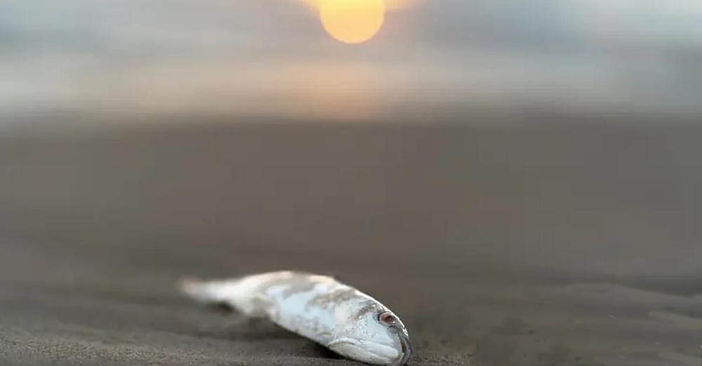 Морето изхвърли мъртва риба по Северното Черноморие