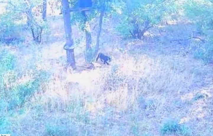 Черният леопард е забелязан отново в Шуменското плато
