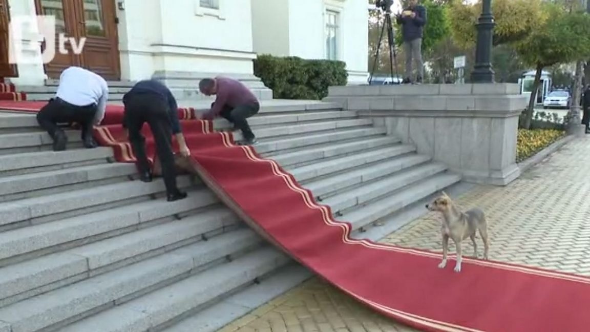 Първият, минал по червения килим на депутатите пред НС, беше бездомно куче