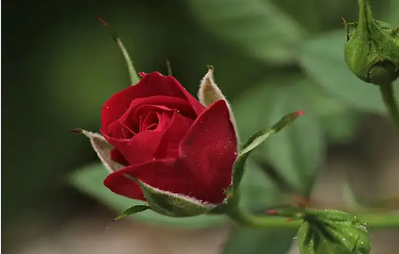 да се предпази розата от ръжда, гъбички и петна