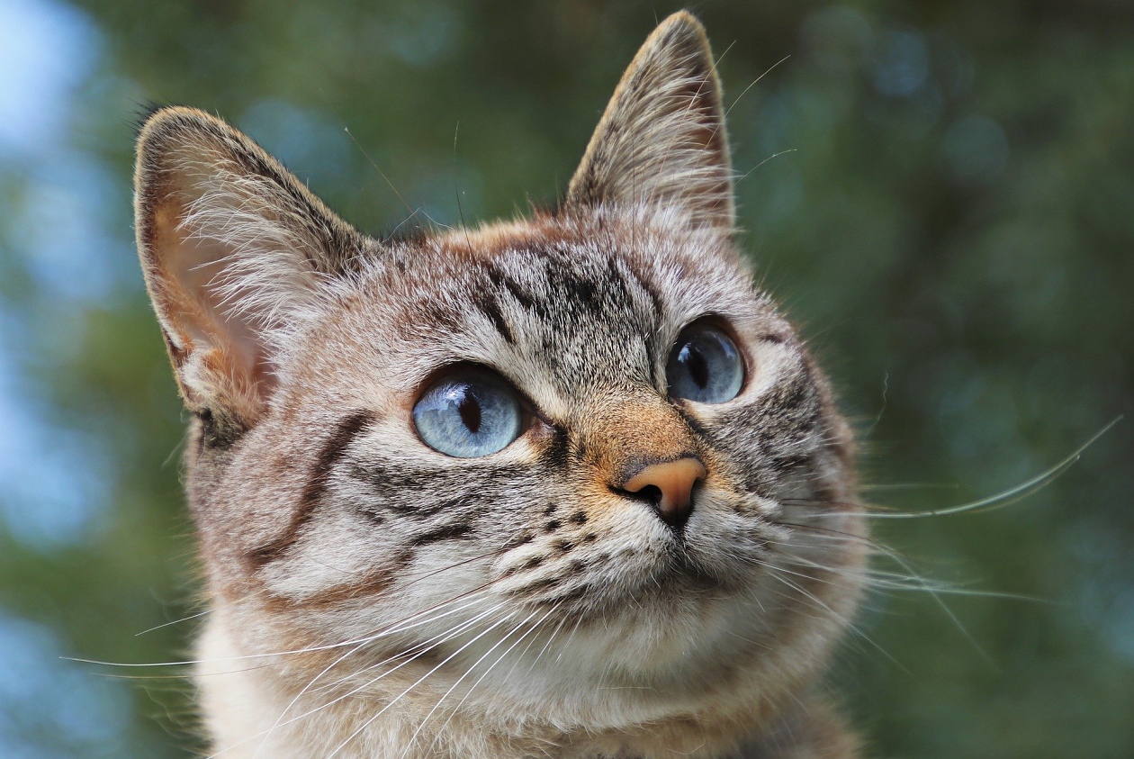 5 възможни причини за агресивно поведение на котките