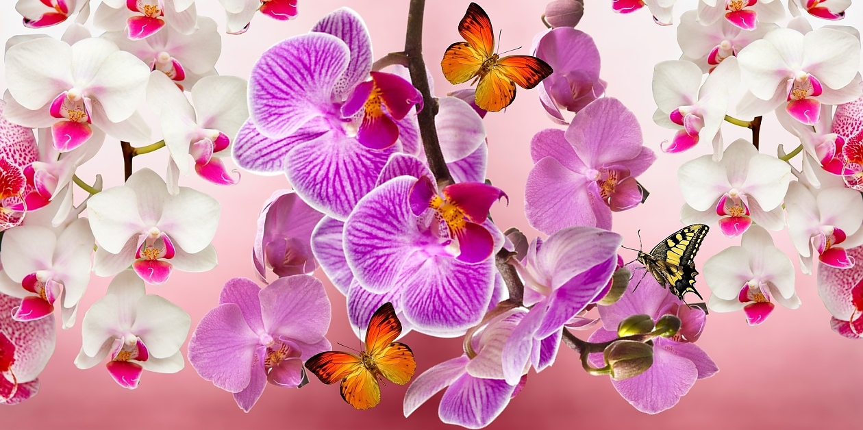 Как да върнем към живот старата орхидея