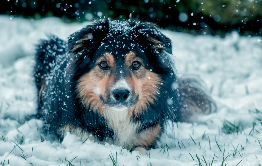 Как да подготвите кучето си за сезона на снега и студа