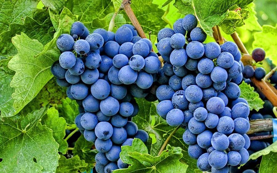 Как да предпазим гроздето от болести и вредители