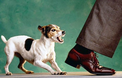 Дресьори съветват как  да се предпазите от агресивно куче