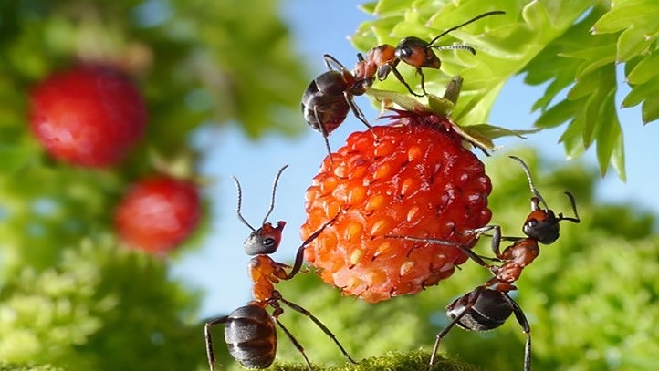 Мравки в градината: Как да се борим