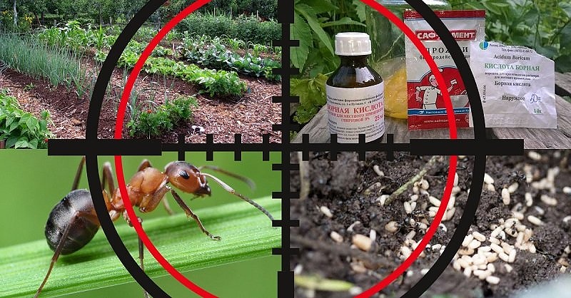 Как да се оттървем от мравките у дома и в градината