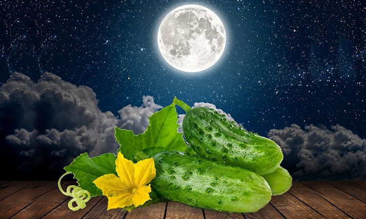 Отглеждане на краставици по лунния календар за 2021 г.