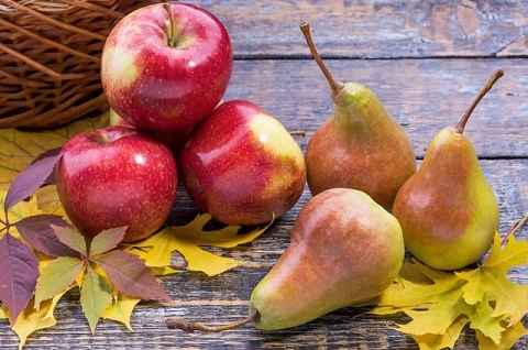 Запазване на круши и ябълки през зимата