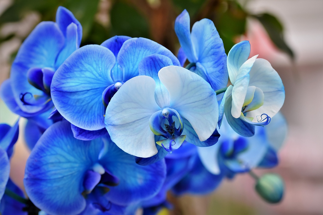 Как да предпазим орхидеите от вредители?