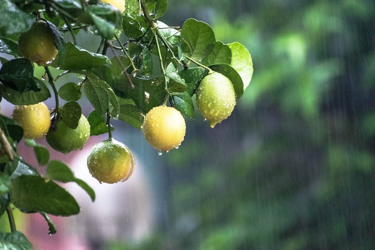 Мандарина, лимон, кумкуат - как да не съсипем цитрусите през зимата