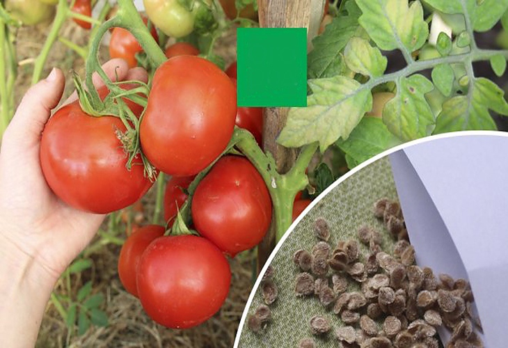 Разсад домати: Как да дезинфекцираме семената за здрава реколта