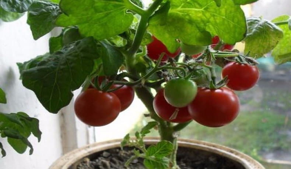 Градина на балкона: Какво и как да засадим