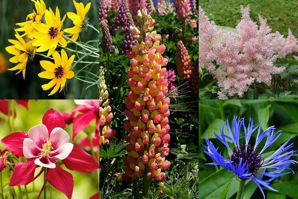 За цветари: Многогодишни цветя, които цъфтят от юни до август