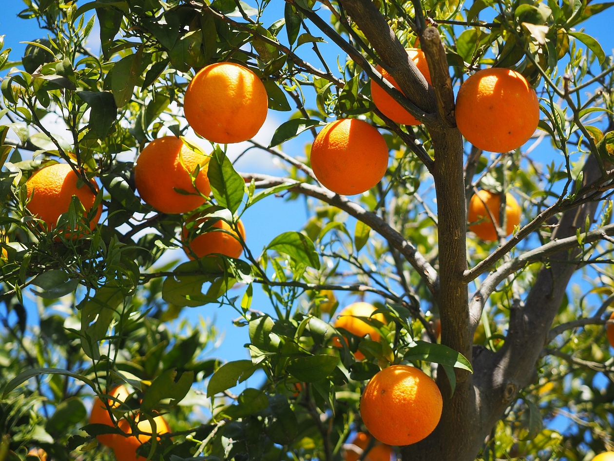 Как да различим добрите от лошите портокали