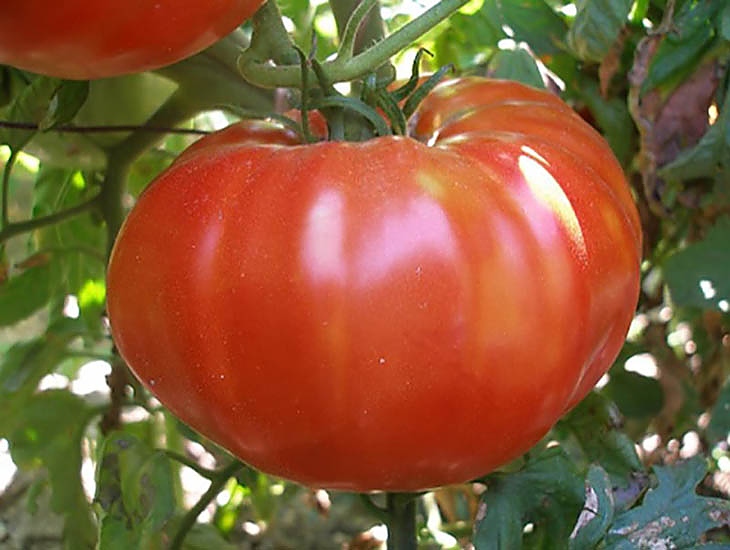 Народните средства за торене на домати