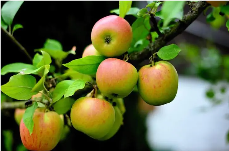6 причини, поради които ябълковото дърво не ражда