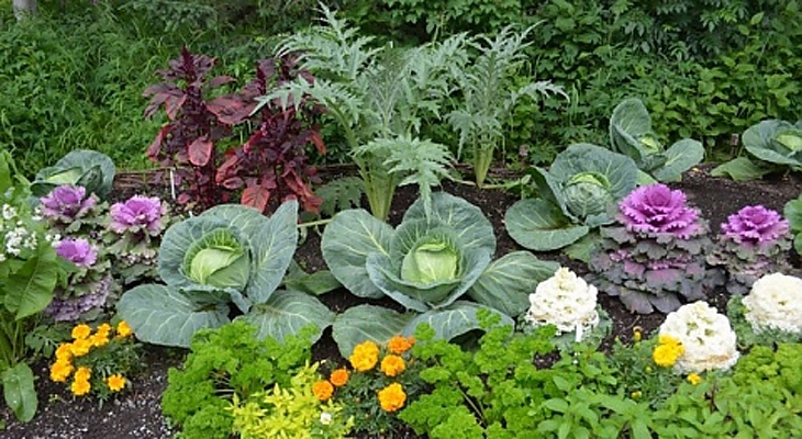 Съвместимост на зеленчуците в градината