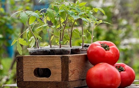Торене на разсад домати