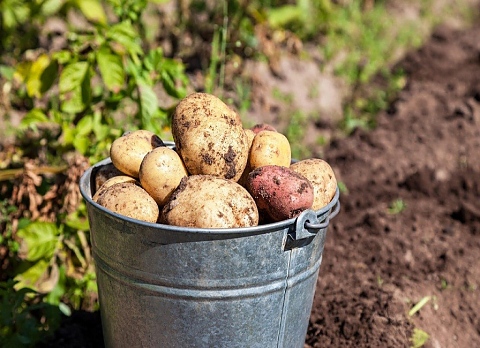 Садене на картофи