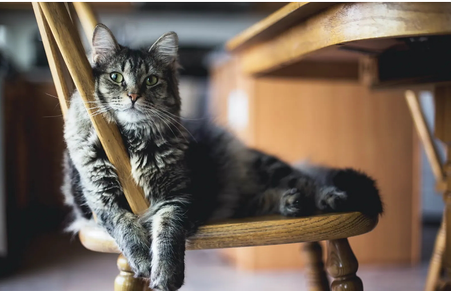 Всичко за котките: как да разберете вашия домашен любимец