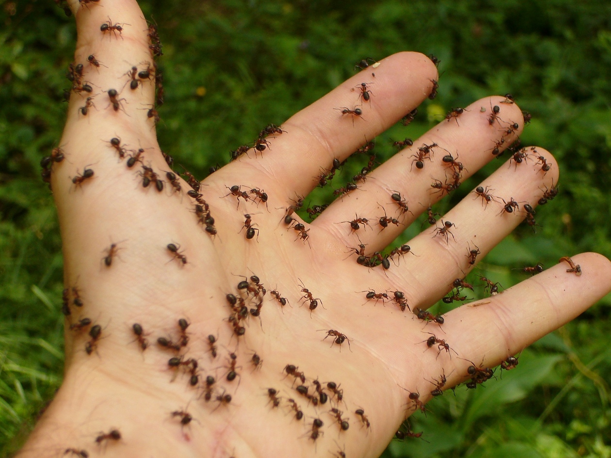 Как да се справим с мравките в градината с народни средства
