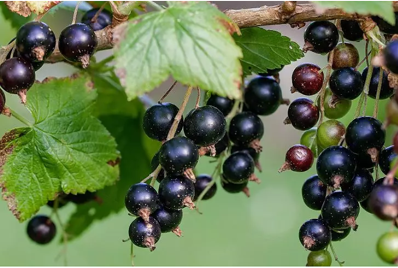Богата реколта от касис и цариградско грозде: Отстранете повредените от акари пъпки