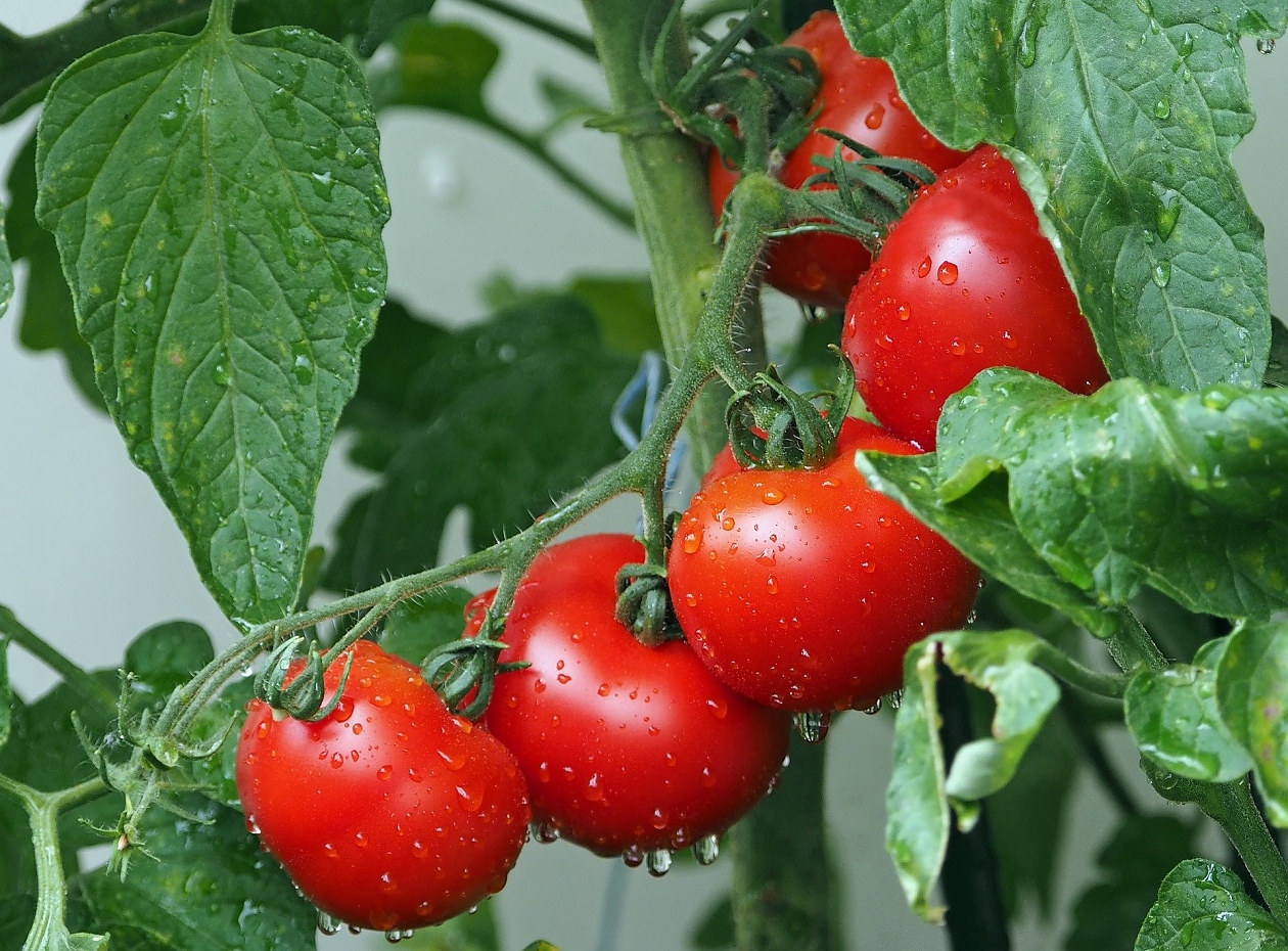 За градинари: Защо листата на доматите се свиват