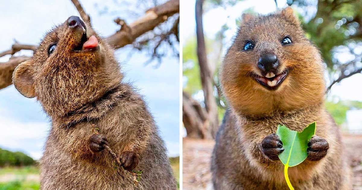 Куока  - обитател на Австралия е определян като най-усмихнатото и най-щастливо животно в света.