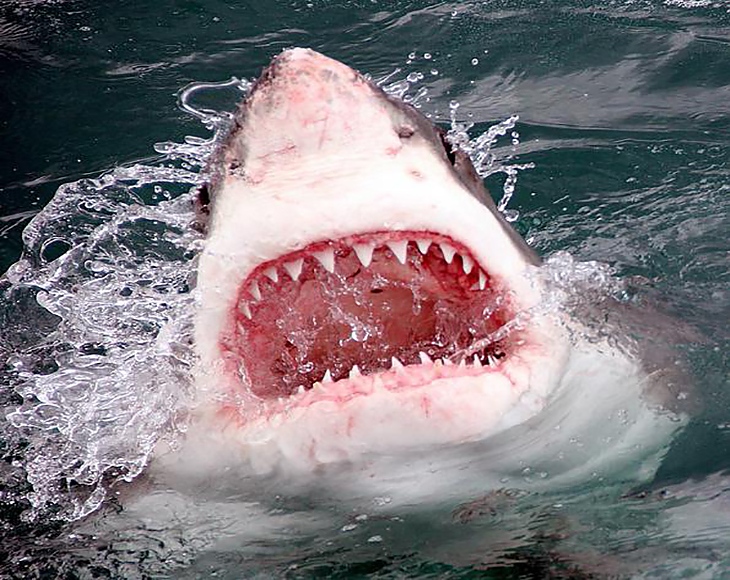 Бялата акула има много зъби и механизъм за постоянната им подмяна