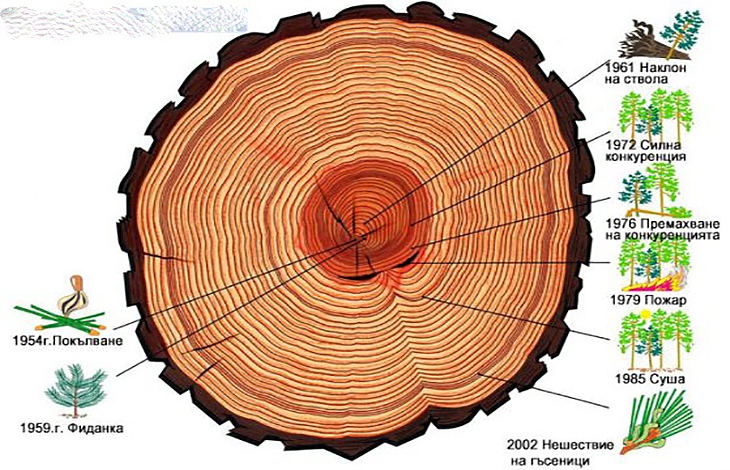Дендрохронологията е метод за датиране на археологически находки, който използва годишни пръстени на дървото.