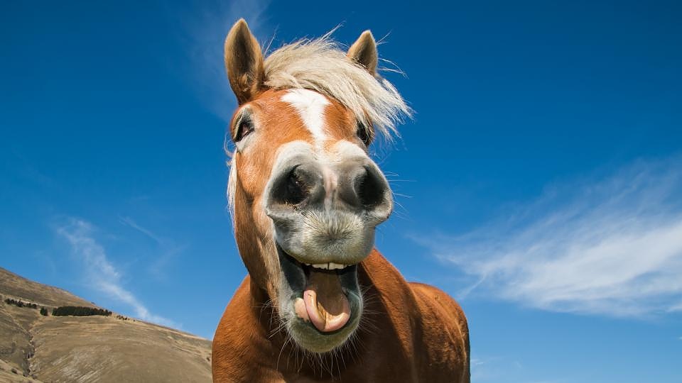 Мъжкото име Филип идва от гръцки и означава “обичащ коне”.
