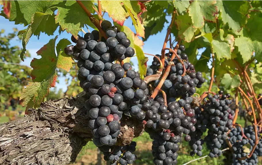 Търсенето на известни местни вина спадна рязко във Франция
