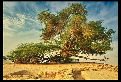Shajarat-al-Hayat, Дърво на живота в пустинята на Бахрейн