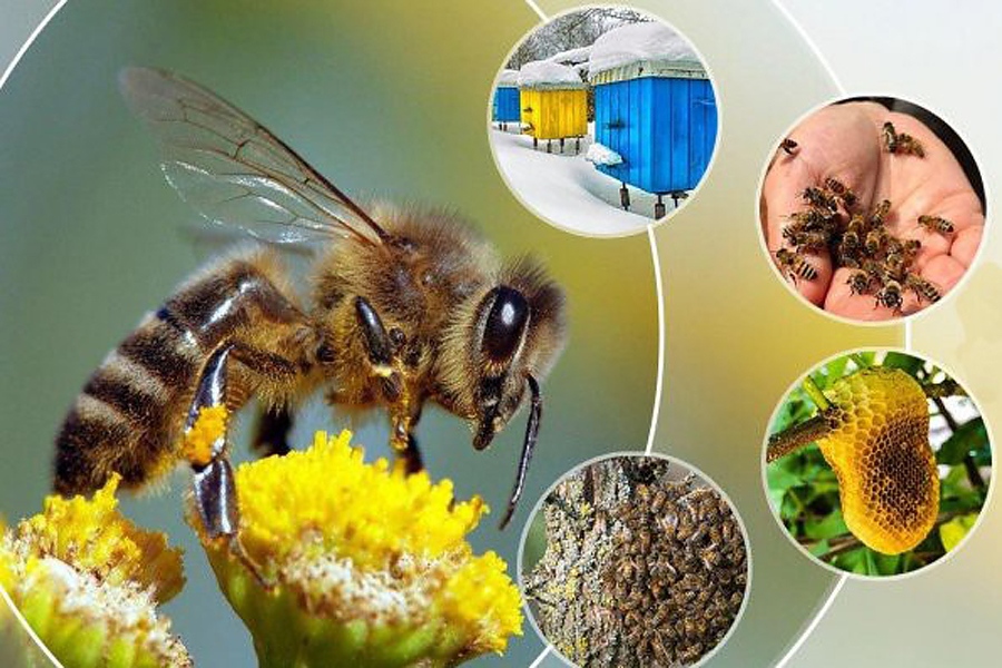 5 популярни мита за пчелите