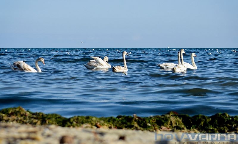 Красивите лебеди отново долетяха във Варна