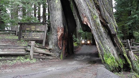 Уникални природни тунели през дърво, забележителности по света