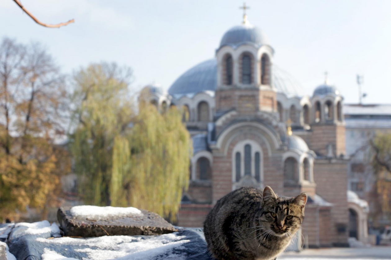 Столична община ще брои бездомните котки в София