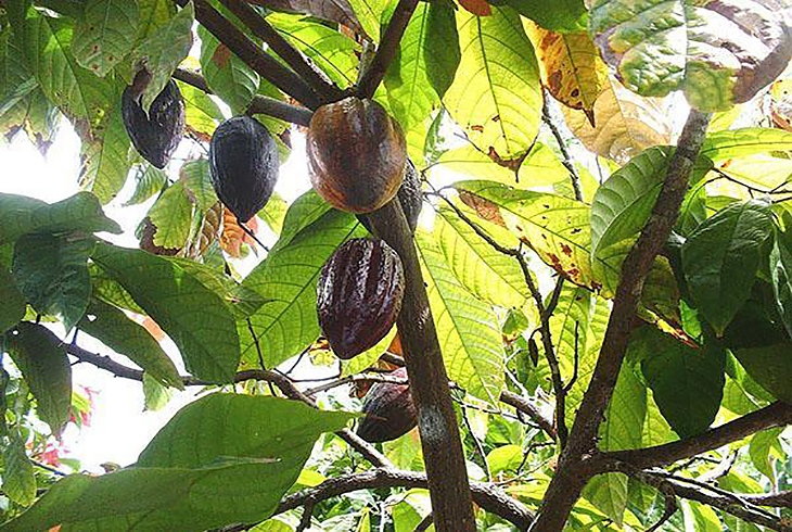 най-голяма част от какаовите дървета в света