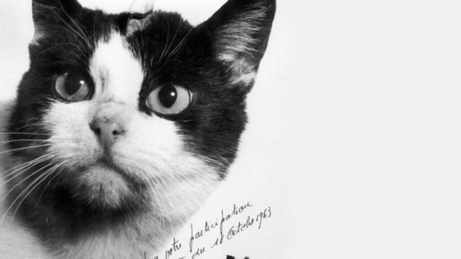 Котката Фелисет е  първото от вида си животно, изпратено в Космоса от френската космическа програма.