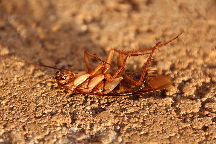 Каква опасност очаква човечеството, ако изчезнат хлебарките