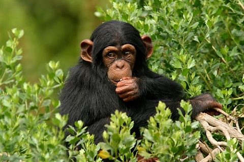 Шимпанзетата не са хора